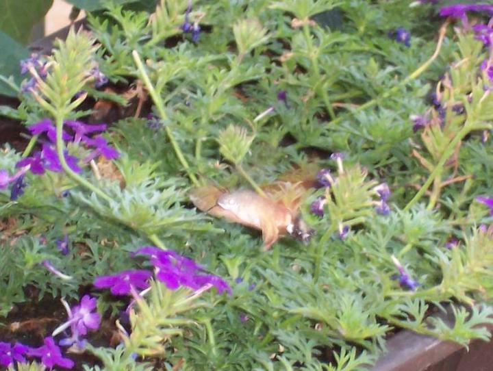 100_2346.JPG