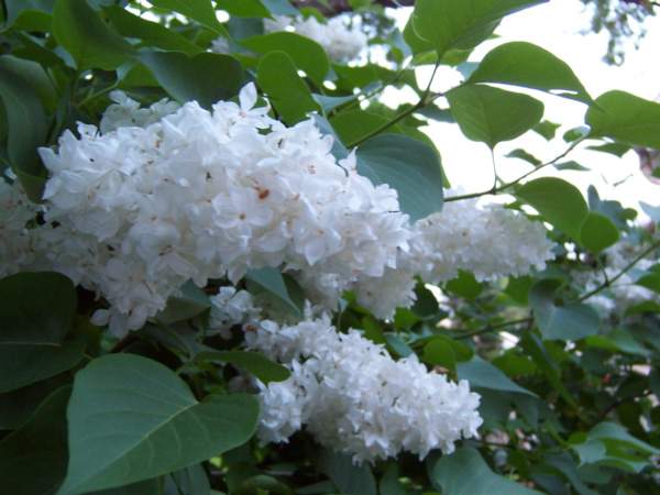 100_0007.JPG