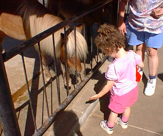Feeding the horses
